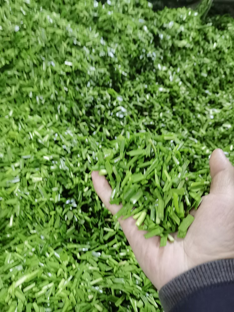 脫水韭菜系列6
